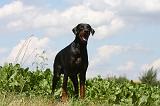 DOBERMANN 1238